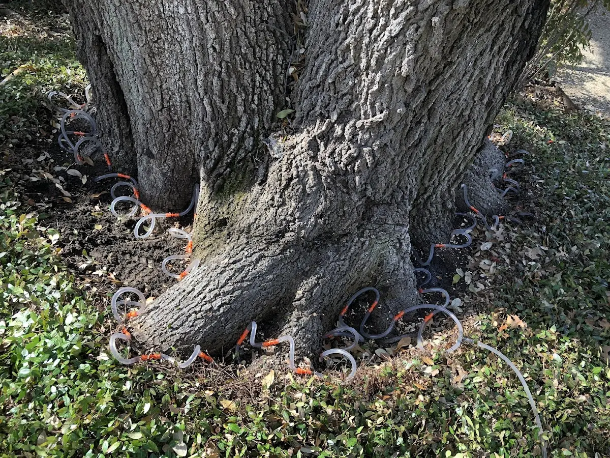 Detailed Tree Cabling and Bracing job site in Willow River